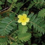 tribulus_terrestris-flower_web