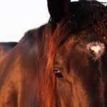 Equine Assisted Therapy